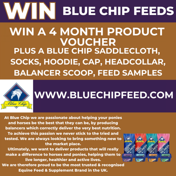 https://bluechipfeed.com/